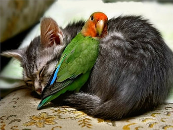 a cat and a birb, cats, nature, animals, birbs HD wallpaper