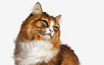 Cat with an orange flower, alenaekaterinburg, elena roslyakova, cat, orange, frumusete, art, gorgeous, superb, pisici, fantasy, flower HD wallpaper