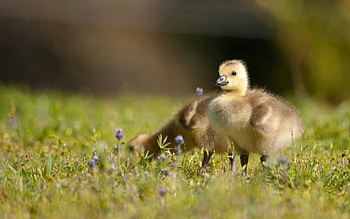 Animals, Birds, Grass, Toddlers, Kids, Ducklings HD wallpaper