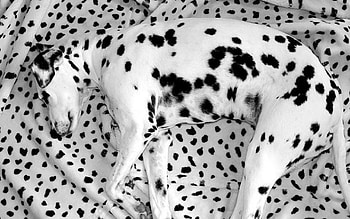 Animals, To Lie Down, Lie, Dog, Dalmatian, Sleep, Dream, Plaid HD wallpaper