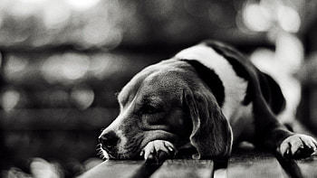 Animals, To Lie Down, Lie, Dog, Muzzle, Sadness, Bw, Chb, Sorrow, Tired HD wallpaper