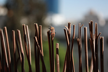 Nature, Insect, Disguise, Camouflage, Bug, Bars, Rods HD wallpaper