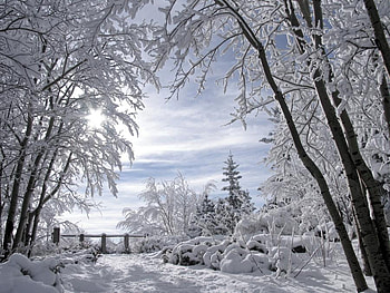 winter, trees, nature, snow HD wallpaper