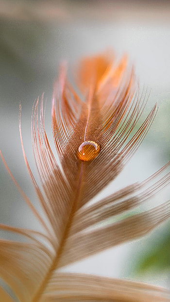 Feather, Macro, Pen, Kalya HD phone wallpaper