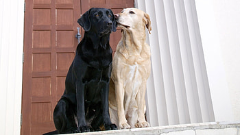 Animals, Dogs HD wallpaper