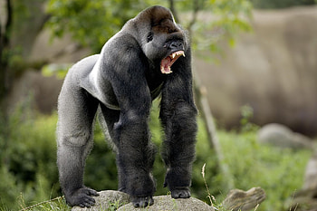 Bokito, animal, bokito gorrila, rotterdam, , zoo HD wallpaper