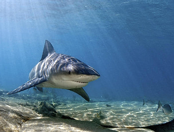 Bull Shark, animal, bull, shark, ocean HD wallpaper