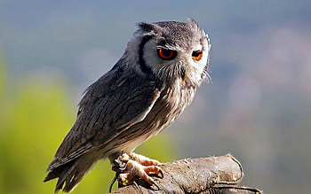 owl, wild, bird HD wallpaper