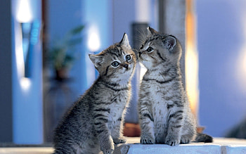 Cute cat HD wallpaper