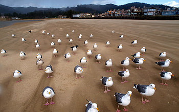Animals, Birds, Seagulls, Sand, Flock HD wallpaper