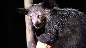 Mammal species quiz, Recognizing 40 animals, Test your knowledge, HowStuffWorks trivia HD wallpaper