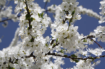 Tree branch, cherry blossom, spring, tree, spring HD wallpaper