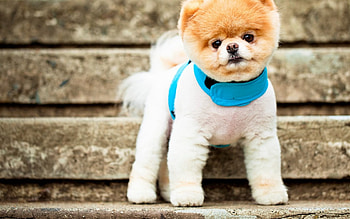 Cute puppy, dogs, cute, nice, puppy, animals, funny, humor, pet, adorable HD wallpaper