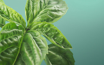 Leaves, Macro, Ribbed, Leaflet HD wallpaper
