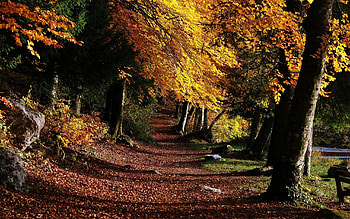 Nature, Trees, Leaves, Forest, Park, Path HD wallpaper