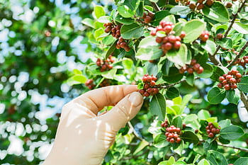 Close-up of hand picking ripe red coffee cherries from a lush green coffee plant in bright sunlight. HD wallpaper