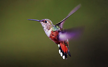 Animals, Background, Humming-Birds, Bird, Wings, Wave, Sweep HD wallpaper