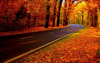 Out of town, Road, Nature, Autumn, Forest, Trees HD wallpaper