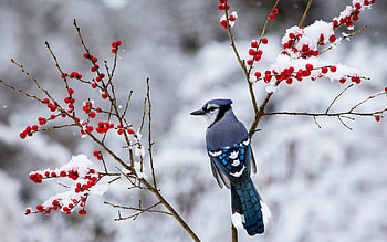 Beautiful snow bird , Majestic avian beauty, Snowy landscape, Nature's marvel HD wallpaper