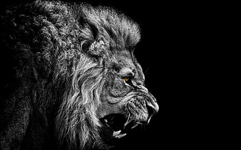 Animals, Lions HD wallpaper