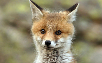 Animals, Fox, Muzzle, Sight, Opinion HD wallpaper