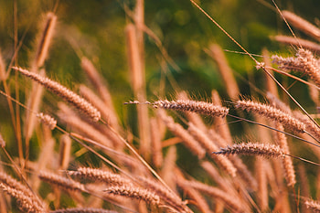 Wild plants, meadow, threads HD wallpaper