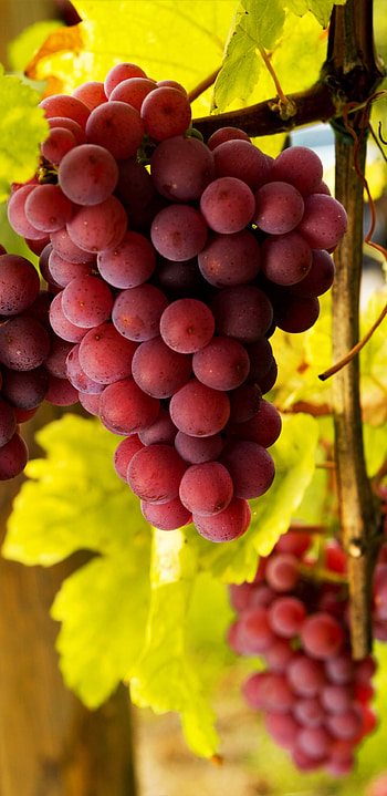 Delicious food, Tempting grapes, Fresh fruit, Mouth-watering HD phone wallpaper