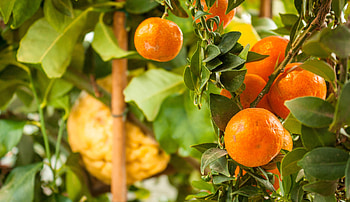 Fruits, Food, Leaves, Tangerines, Citrus, Garden HD wallpaper