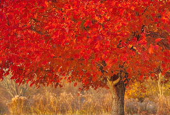Mighty red, leaves, red, autumn, large, forest, tree HD wallpaper
