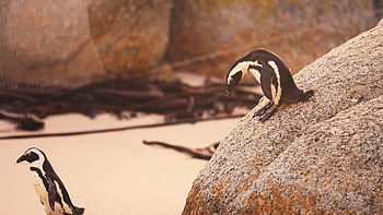 Penguins strolling, Walking on sand, Beachside charm, Coastal companions HD wallpaper