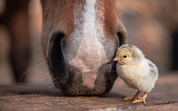 Dude! Tic-tac!, animal, chicken, horse, bird, pasti, cute, close-up, funny, easter, pui HD wallpaper
