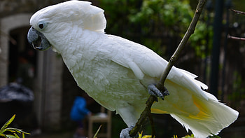 White cockatoo, , Elegant and graceful HD wallpaper