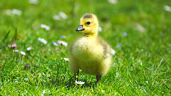 Cute baby goose, Grassland habitat, Animal , Adorable bird HD wallpaper