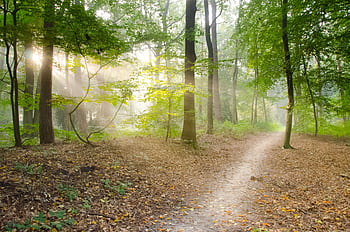 A serene forest scene with a sunlit pathway and lush trees, captured in natural daylight. HD wallpaper