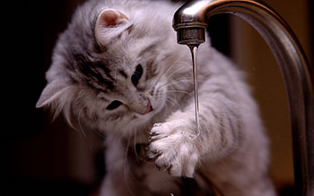 Animals, Water, Cat, Fluffy, Kitty, Kitten, Crane, Tap HD wallpaper