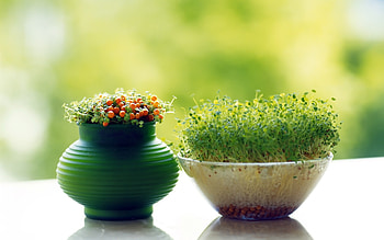Plants, Flowers HD wallpaper