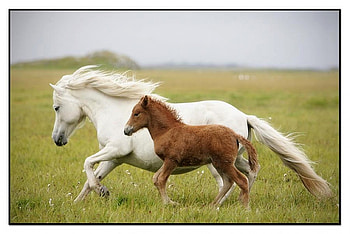 White and Brown, horses, white, brown, , beautiful HD wallpaper