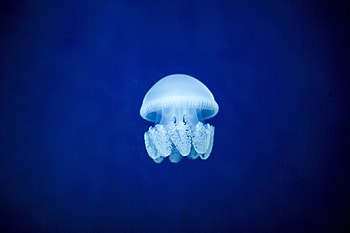 Animals, Jellyfish, Underwater World HD wallpaper