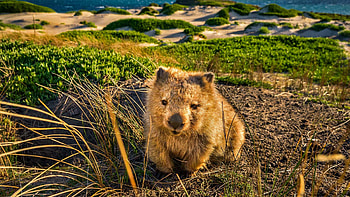 Stunning wombat, Beautiful background, , Natural wildlife HD wallpaper