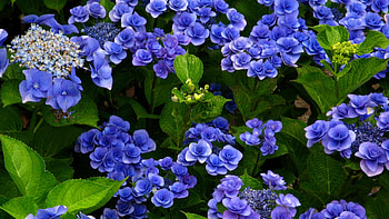 Bushes, Hydrangea HD wallpaper