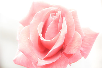 ghost_rose., rose, pink, flower, love, nature HD wallpaper