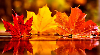 Cute Fall Pumpkins | Pumpkins Halloween | Fall | Pinterest | Timeline covers HD wallpaper