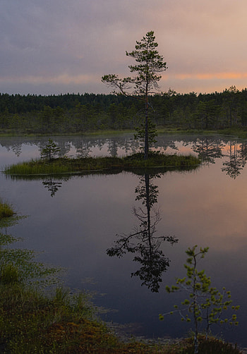 Nature, Trees, Lake, Reflection, Evening HD phone wallpaper