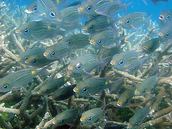 School of Fish, Papua New Guinea, fish, school, ocean, newguinea HD wallpaper