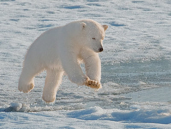 Dive Dive, winter, animal, bear, snow, nature, ice HD wallpaper