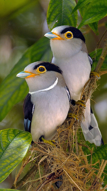 Love Birds, Lovely Birds HD phone wallpaper