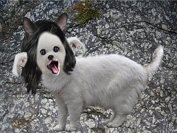 Undertale - Realistic Temmie by Zalaine Undertale - Realistic Temmie by Zalaine HD wallpaper