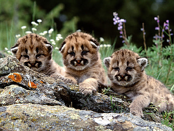 Animals, Cheetah HD wallpaper