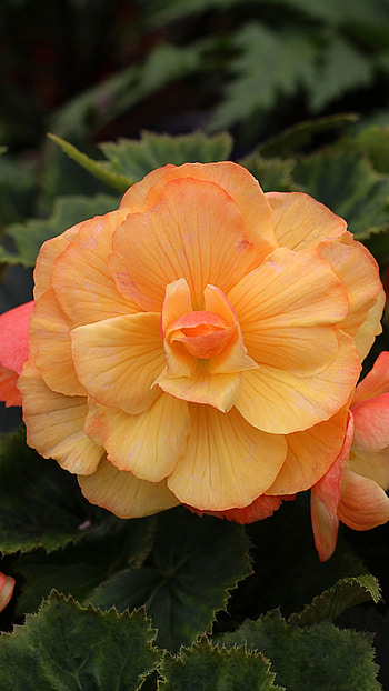 Begonia, Yellow Adorable Flower HD phone wallpaper