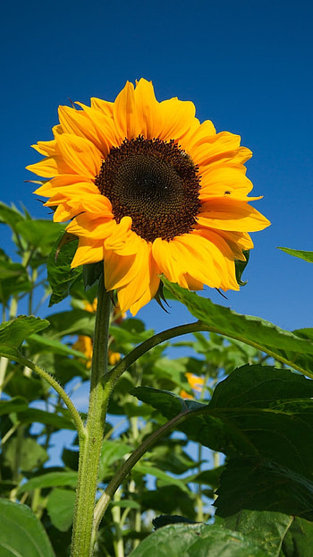 Sunflower, Yellow Flower HD phone wallpaper